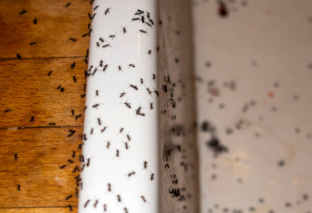 Best Affordable Pest Control Services  in Fort Pierre, SD