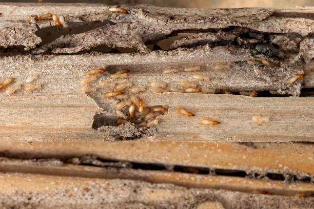 Best Exterminator Services  in Fort Pierre, SD